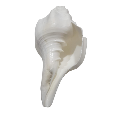 Sankh – 5.5" | Price: ₹600