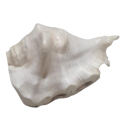 Sankh – 5.5" | Price: ₹300