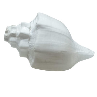 Sankh – 8.5" | Price: ₹1050