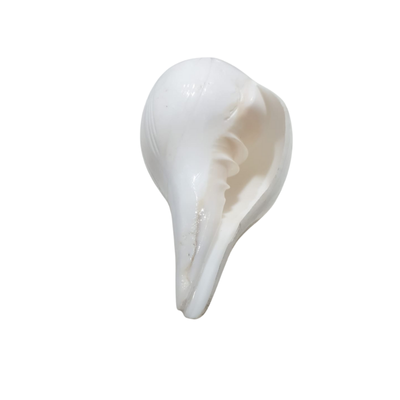 Sankh – 5.5" | Price: ₹2250