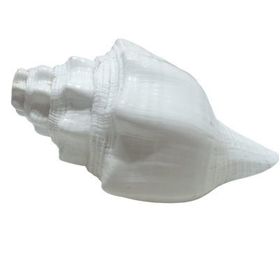 Sankh – 6.5" | Price: ₹700