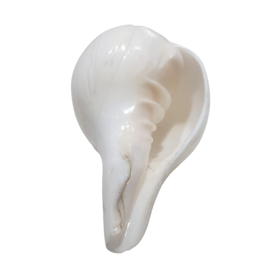 Sankh – 5" | Price: ₹1125