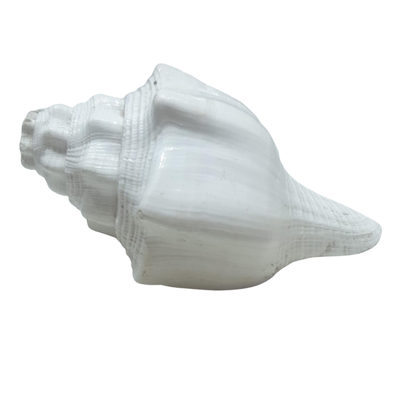 Sankh – 5.5" | Price: ₹650