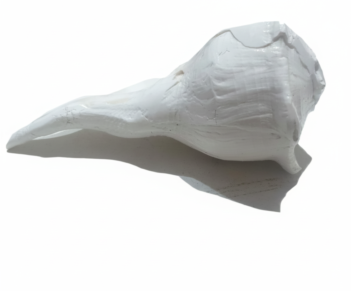 Sankh (Dakshinavarti) – 8" | Price: ₹1998