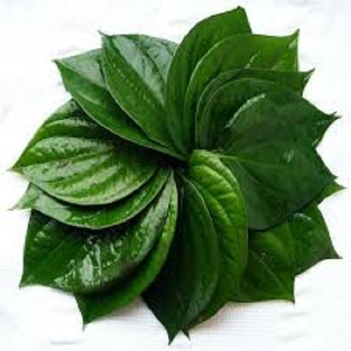 100-percent-natural-and-fresh-long-shelf-life-green-gardens-hybrid-dwarf-leaf-155